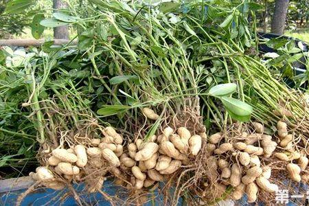 花生7月份种还能结花生吗