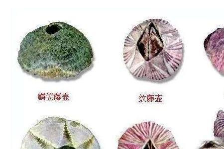 人身上怎么没藤壶