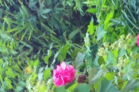 阿难花是什么花