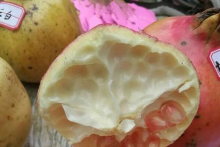 石榴大底盘是什么品种