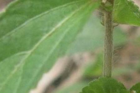 营生菜是苋菜吗