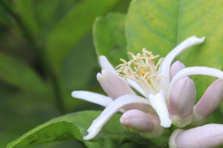 无籽青柠檬如何促花