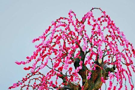 梅花送女性代表什么