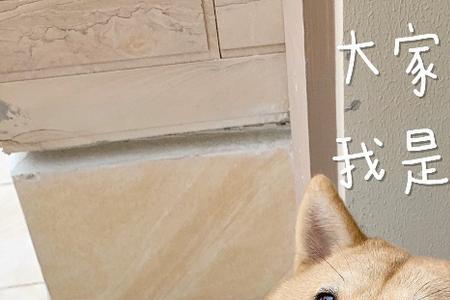 柴犬招亲三招搞定大土狗