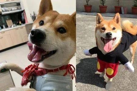 哈吉是什么意思