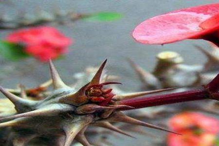 虎刺梅花蕊蜜有毒吗