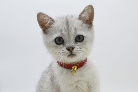 猫咪项圈带录像的叫什么
