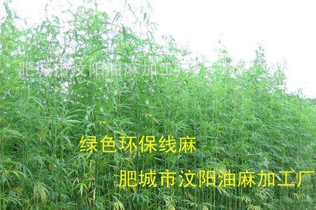 种麻种植周期