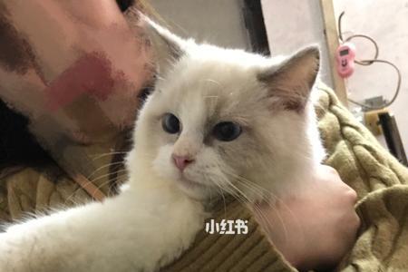 嘟嘟猫洗完毛会硬吗