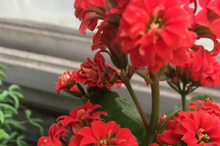 辛巴斯长寿花好养吗