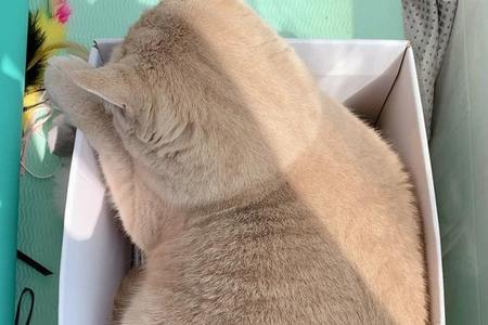 英短奶茶色母猫能长多少斤