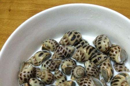 巴基斯坦花螺和普通花螺区别