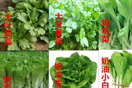 白菜和菠菜的区别