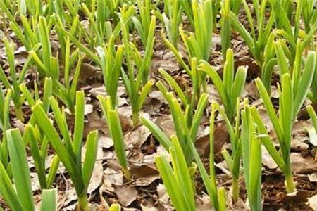 子姜冬季种植方法和技术