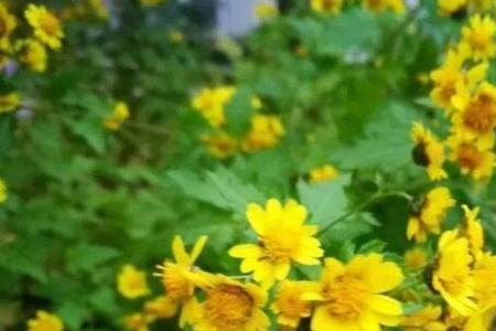 菊花脑如何过冬