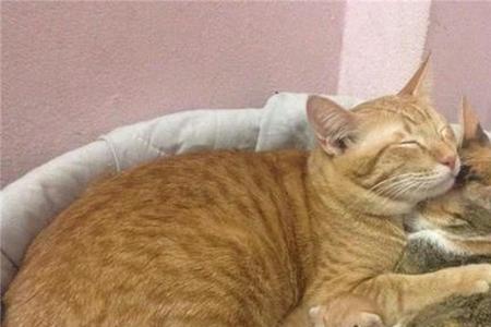 猫最后一次生孩子能生几个