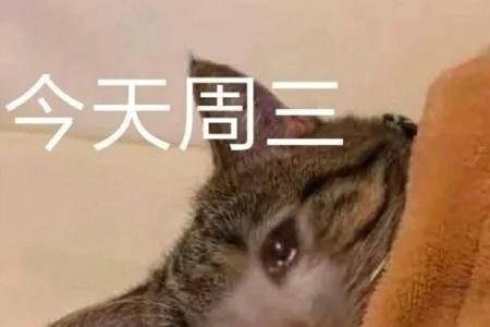 猫猫头什么时候下线