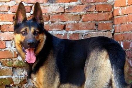 昆明犬成年后能长多高多重