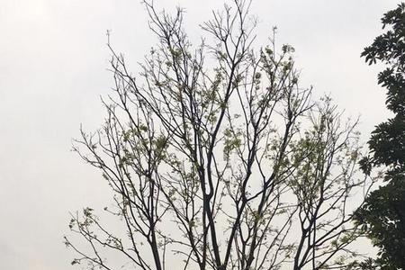朴树几公分时候生长速度最快