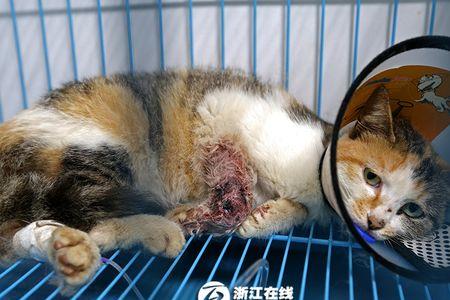 猫被货车撞了还能活多久