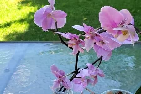 西蕾丽蝴蝶兰有香味吗