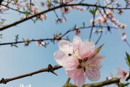 三月花事道不尽什么意思