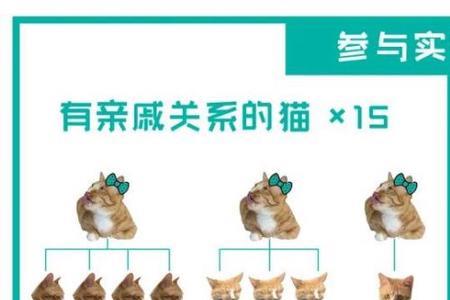单身喵什么意思