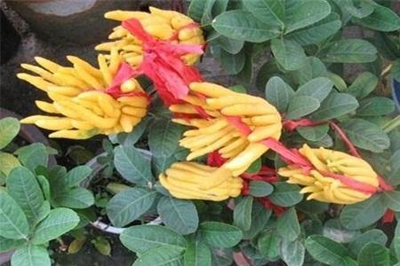 佛手花放室内有什么好处没