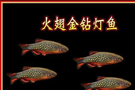 火翅金钻鱼寿命