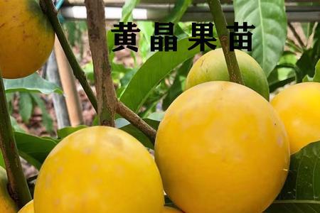 黄晶果树有多大