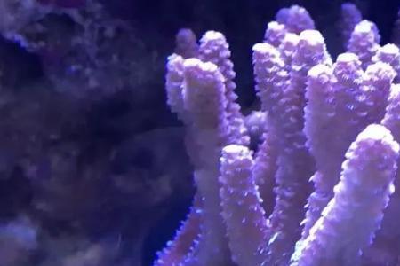 尼罗河珊瑚不开了怎么办