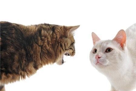 猫猫鼻子发出哧哧的声音