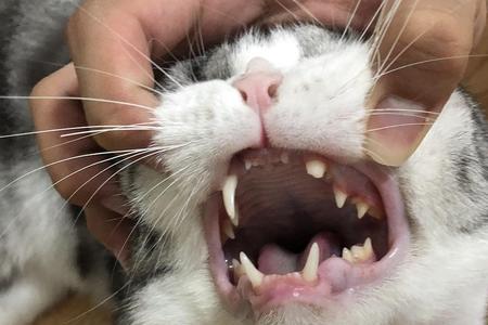 猫咪去牙术是什么