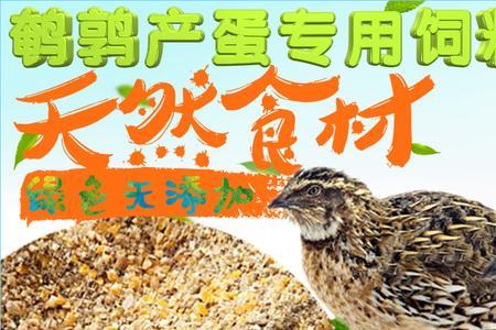 鹌鹑如何不喂饲料能下蛋