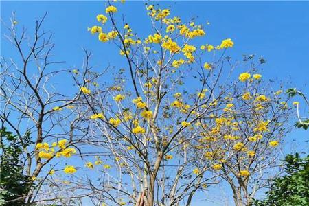 黄花风铃木种在院子里好吗