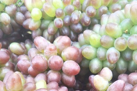 茉莉香葡萄花上几片叶