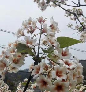 油桐花繁体字