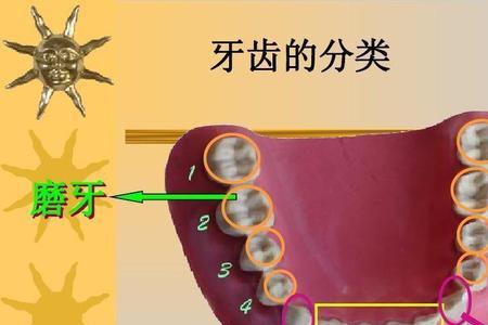 上面的门牙叫什么