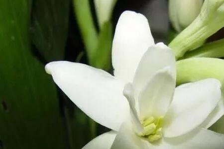 桂花香和茉莉花香哪个好闻