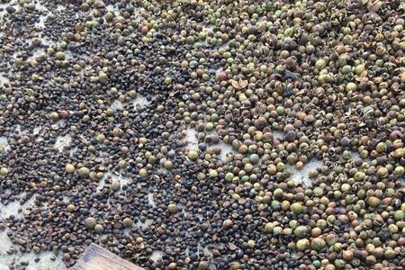 茶籽树低改每亩补贴多少