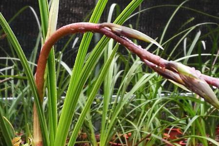 什么品种的蕙兰属于保护植物