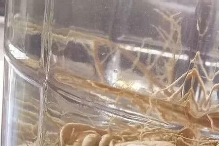 人参发芽了可以直接种植吗