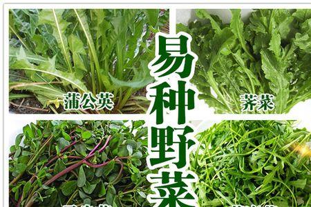 广东广州有荠菜吗