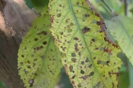 噻森铜能和芸苔素混用吗