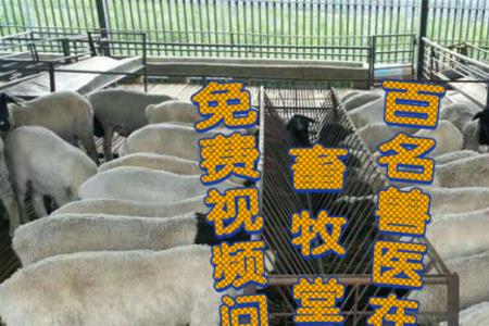 小羊羔鼻尖发红怎么办