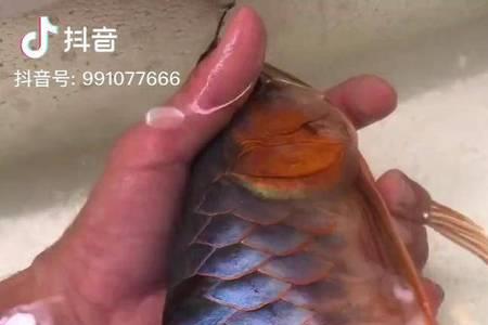 雷龙鱼帆骨断了应该怎么处理
