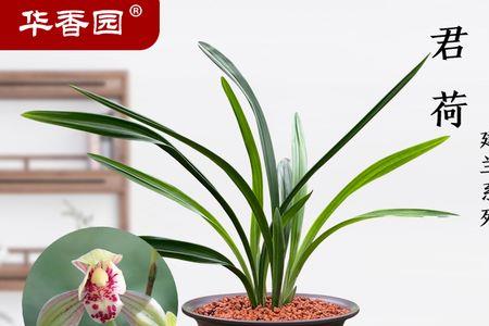 建兰四大名品