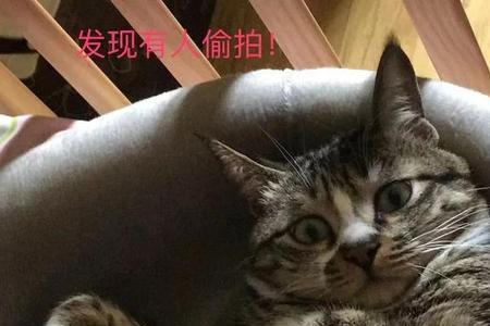 狸花猫体型能养大吗