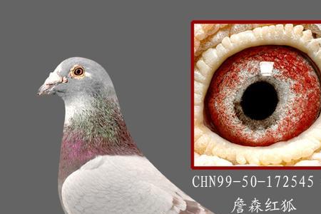 詹森红狐信鸽特点