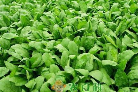 埋头菠菜与越冬菠菜哪个好
